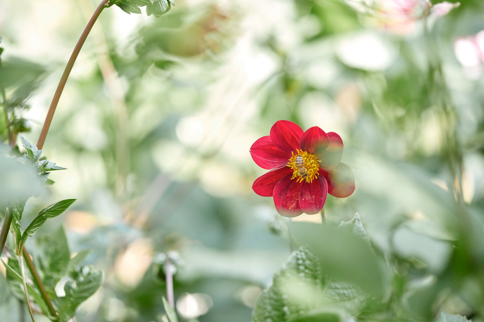 Alexflowers-IMG_3407