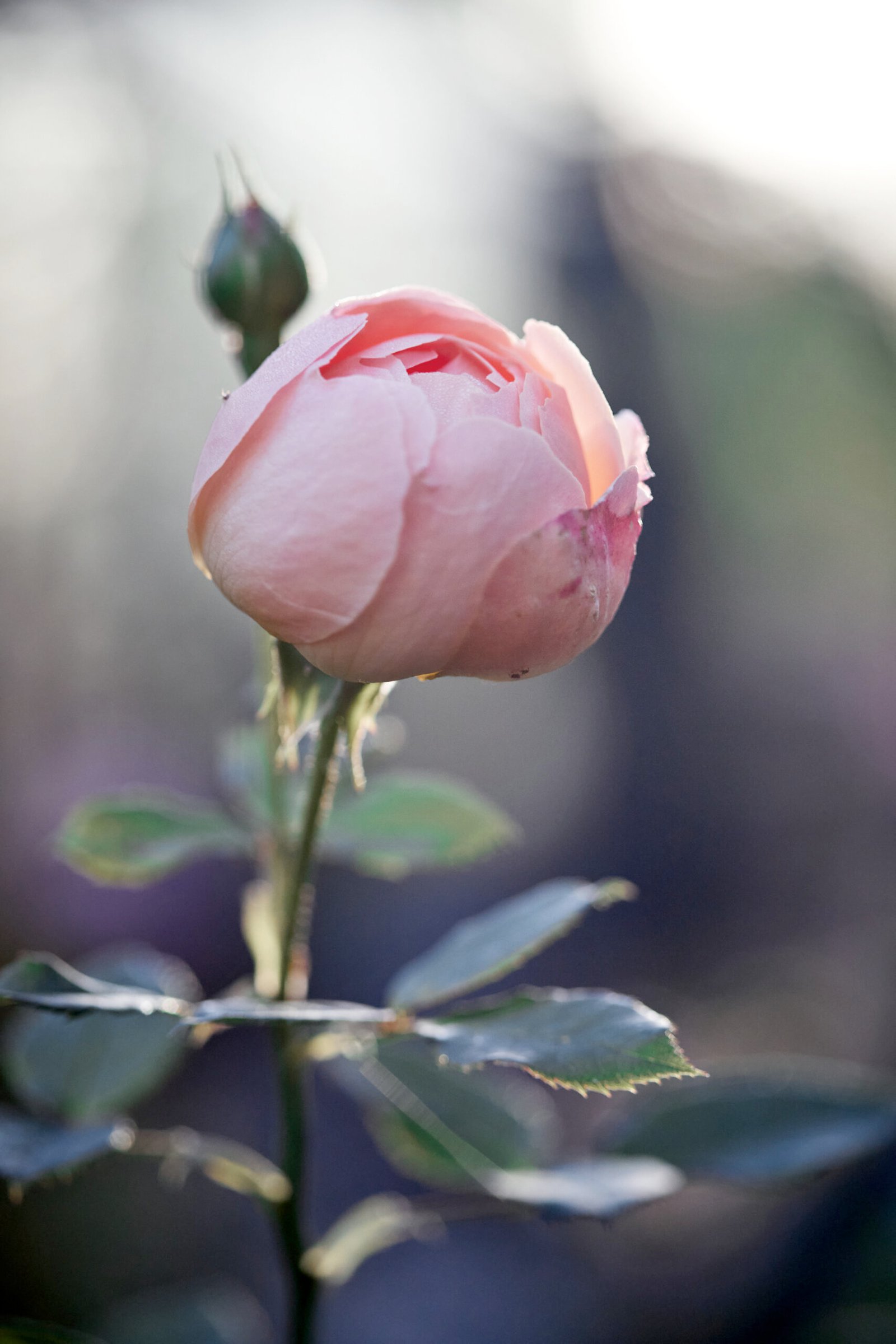 Alexflowers-IMG_7771