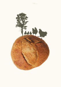 Csampagna